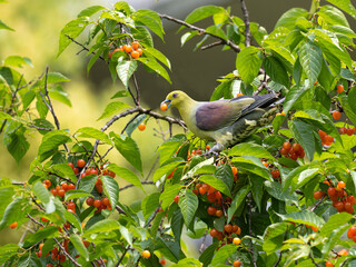 red winged blackbird