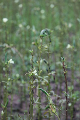 Fototapeta premium Fresh Lady Fingers or Okra green vegetable Abelmoschus Esculentus with flowers in indian garden