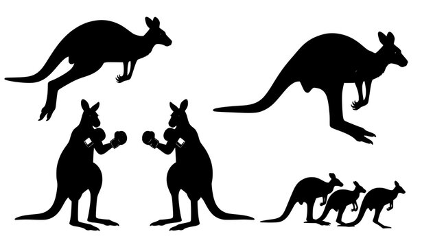 Australian kangaroo action silhouette vector illustration set