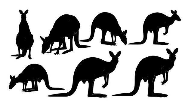 Kangaroo silhouette vector set Macropus fuliginosus in natural poses