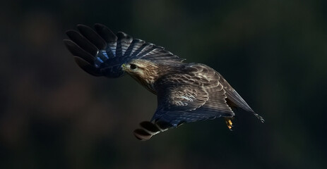 red tailed hawk in flight