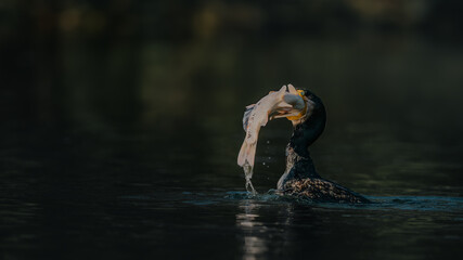 great blue heron ardea cinerea