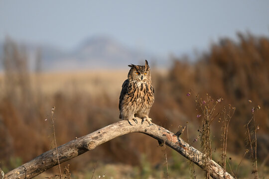 great horned owl on a branch