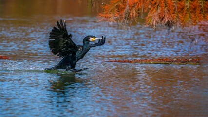 wild duck in the water
