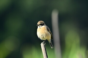 great tit parus major