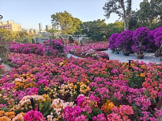 flowers in the park