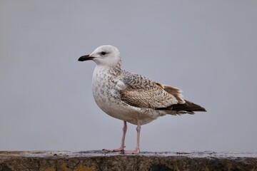 seagull on the beach