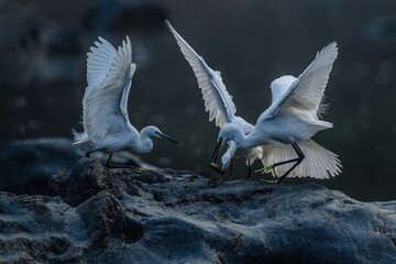 seagull flying in the sky