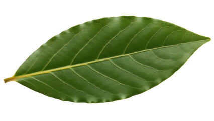 Obraz premium Isolated Laurus nobilis leaf with visible veins for use in culinary and medicinal arts