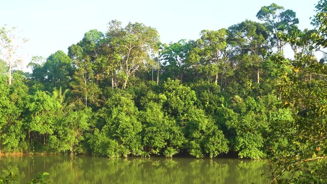 Secondary tropical rainforests on Penang Island, Malaysia. Inland coastal forests, Dipterocarps do not reach great heights.