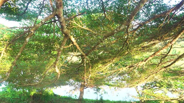 Secondary tropical rainforests on Penang Island, Malaysia. Inland coastal forests, Very spreading rainforest trees when allowed to grow freely