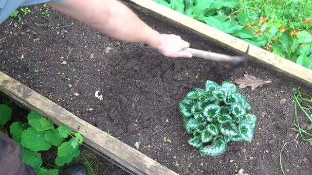 Gardener weeding vegetable garden with mattock