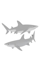 Obraz premium Two sleek, grey sharks swim upward, one slightly above the other, against a stark white background