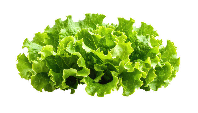 A vibrant, close-up photograph displays a fresh, leafy green vegetable with a dark background. The crisp, crinkled leaves are densely packed