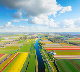 Obraz premium Aerial view of vibrant tulip fields in the Netherlands at sunrise. Nature. Symmetrical rows of colorful flowers stretching toward a calm canal. Stunning geometric pattern of blooming tulips. 