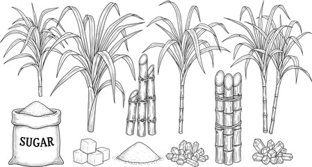 Sugarcane Plant and Sugar Production Line Art Vector Illustration with Cane Stalks, Bundles, Crystals, Cubes, and Agricultural Processing Elements