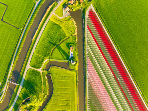 Aerial view of vibrant tulip fields in the Netherlands at sunrise. Traditional Dutch windmill stands by a calm canal. Symmetrical rows of colorful flowers creating a stunning geometric pattern. 