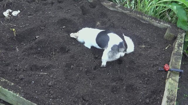 Small dog digging hole in garden bed