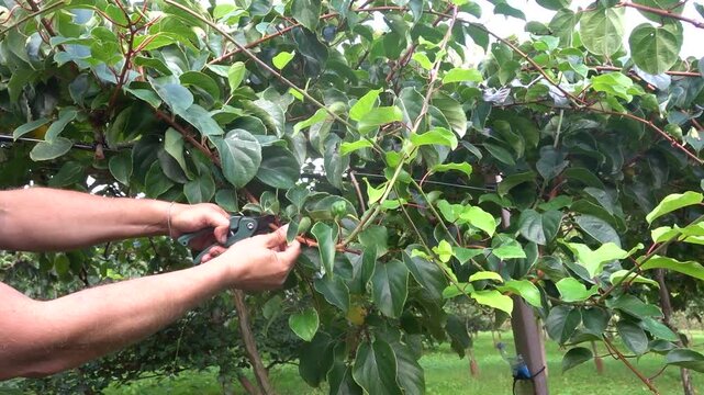 close-up of man pruning with shears hardy kiwi or minikiwi climbing plant, training pruning in professional cultivation