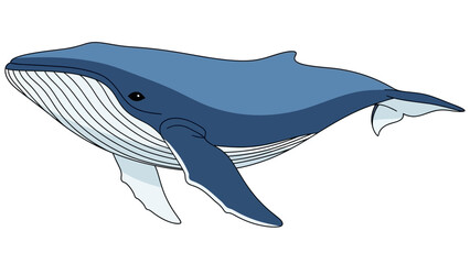 Naklejka premium Blue Whale Illustration Side View.