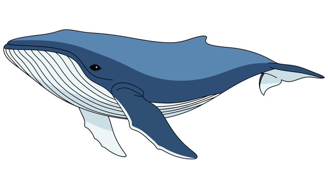 Blue Whale Illustration Side View.