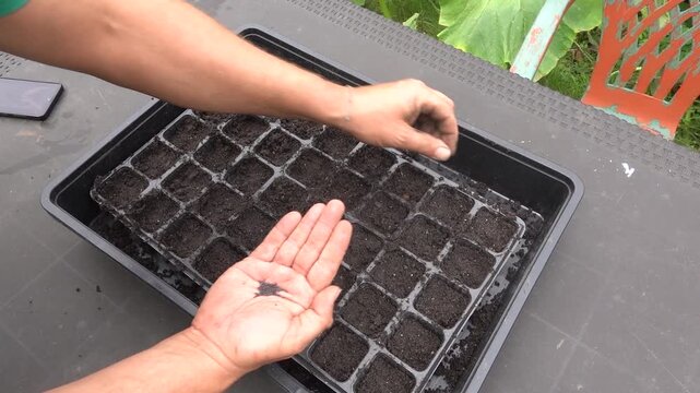 man sowing seeds in seedbed. home growing. planting seeds in nursery in the vegetable garden