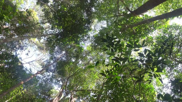 Dendrology. Dipterocarp tropical forests of Malay Peninsula dry hills, Indochina. Sap-trunked (standard) unbranched trees, powerful deciduous crowns, like Chengal tree Neobalanocarpus, Dryobalanops