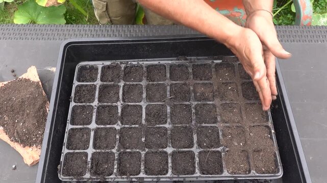man pouring soil into the newly planted seedbed to cover the seeds in the vegetable garden nursery
