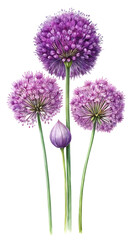 Allium flowers with purple round blooms on green stems