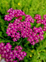 Obraz premium tiny petals flower pink green leaves
