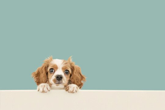 cavalier king charles spaniel