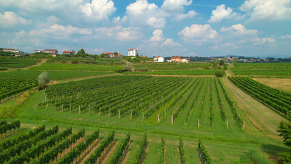 Fototapeta premium Picturesque view of full vineyards ready for the autumn harvest on a sunny day