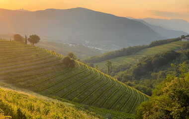 Obraz premium Golden autumn sunset light glowing over hilly landscape and terraced vineyards