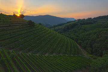 Obraz premium Beautiful terraced vineyard and last rays of evening sun setting behind hill