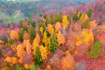 Naklejka premium AERIAL: Vibrantly colored forest trees at hilly countryside in autumn season