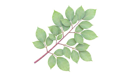 Fototapeta premium Branch with green leaves on white background