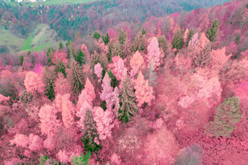 Naklejka premium AERIAL: Lush forest area at hilly countryside in infrared tones of autumn season