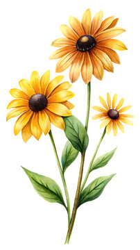 Watercolor painting of three vibrant black eyed susan flowers with green leaves on black background