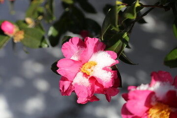 동백꽃 한송이 위에 하얀 눈이 살포시 내려앉았다. 겨울에서만 볼 수 있는 특별한 광경, 특히 한국 제주도에서만 볼 수 있는 풍경이다. 