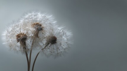 Delicate dandelion seeds against a soft grey background.