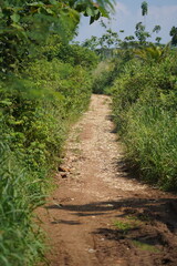 Fototapeta premium path in the forest