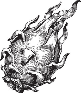Fresh Exotic Dragon Fruit Captured In Detailed Vintage Black And White Botanical Sketch Style