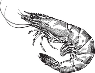 Fresh Ocean Shrimp Prawn Captured In Detailed Vintage Black And White Botanical Sketch Style