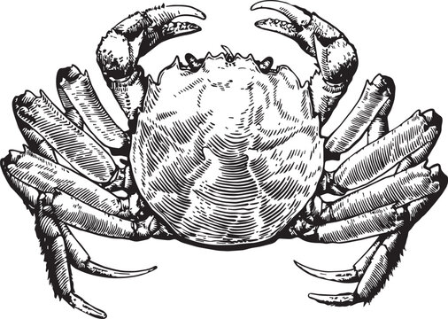 Fresh Ocean Crab Seafood Captured In Detailed Vintage Black And White Botanical Sketch Style