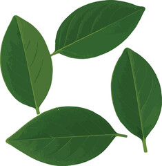 Obraz premium Four Green Leaves Arranged in a Circle on White Background