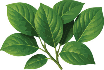 Naklejka premium Green leaves on a branch with white background plant