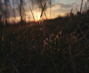 trawa ze szronem przy wschodzie słońca grass sunrise ice frozen © julia