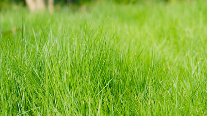 Fototapeta premium Green grass field in sunshine