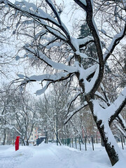 Trees in Pekhorka Park in Balashikha in winter after a snowfall. Russia, Moscow region
