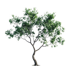 Elegant Isolated Tree with Lush Green Foliage - Minimalist Botanical Study on White Background, Nature's Serenity